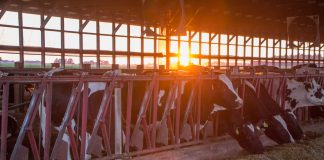 Sunset in barn