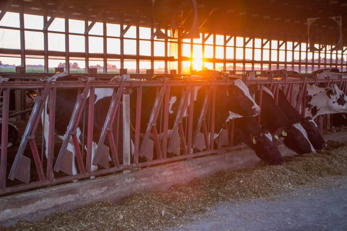 Sunset in the barn Sunset in barn