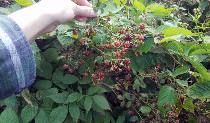 Lifting blackberry branches