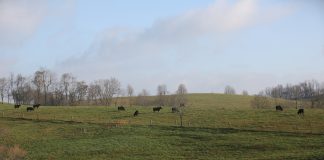 beef cattle