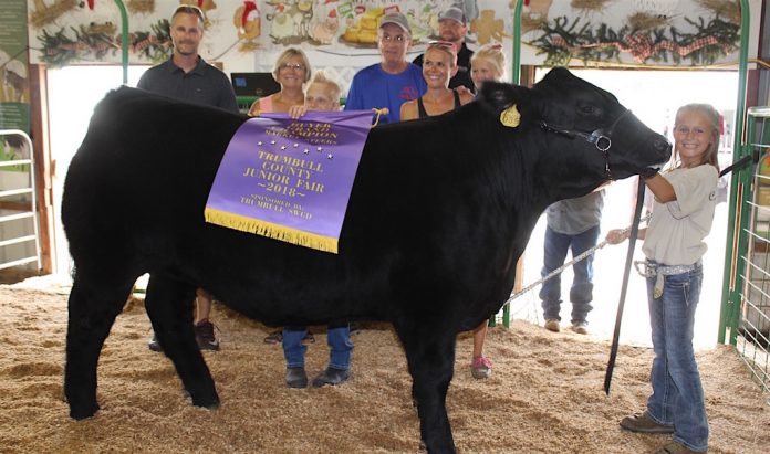 Trumbull grand champion steer Trumbull grand steer