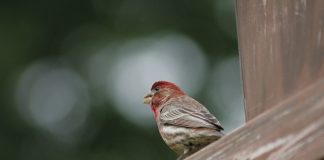 house finch