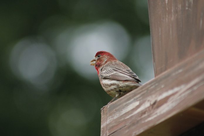 house finch house finch