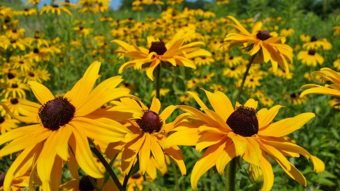 Black-eyed Susans Black-eyed Susans
