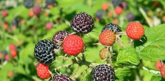 black raspberry