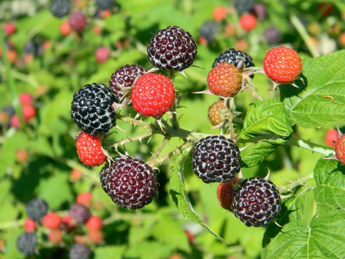 black raspberry black raspberry