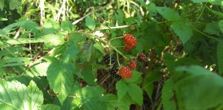 blackberries