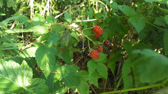 blackberries blackberries