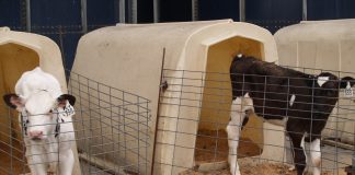 calf in hutch