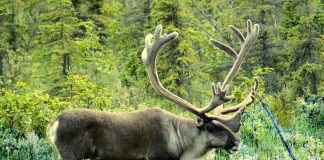 caribou