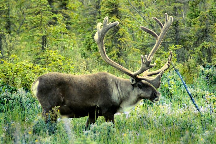caribou caribou
