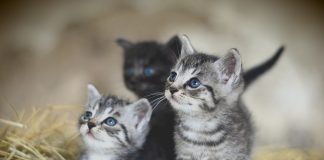 barn kittens