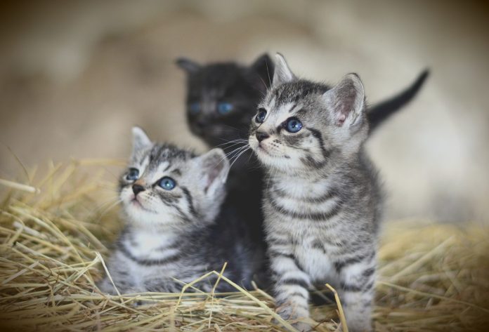 barn kittens barn kittens