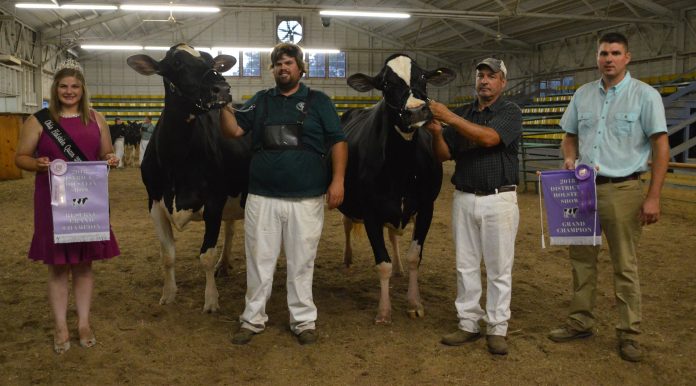 district-7-show District 7 Ohio Holstein Show