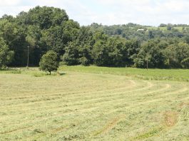 Hay field