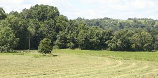Hay field