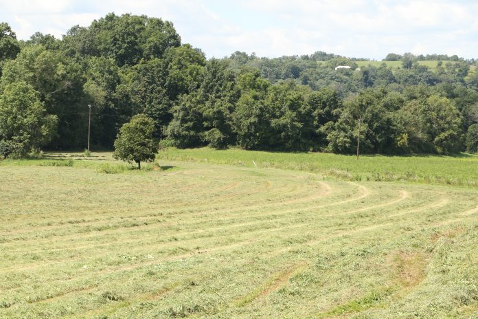 Hay field Hay field