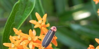 firefly
