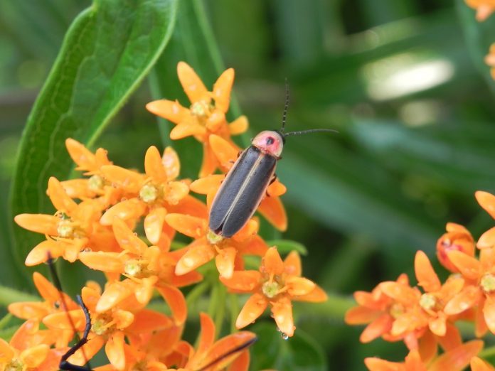 firefly firefly