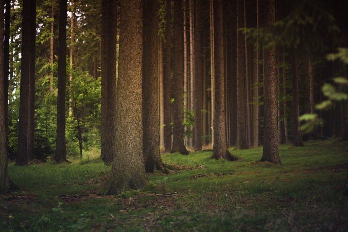 forest forest