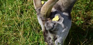 grazing goat