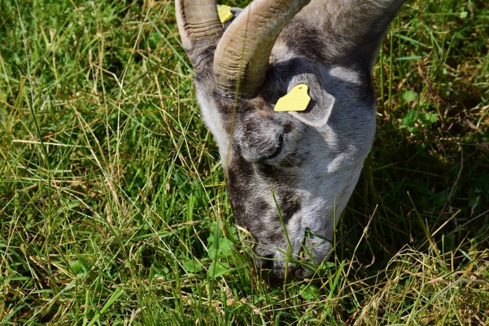 grazing goat grazing goat