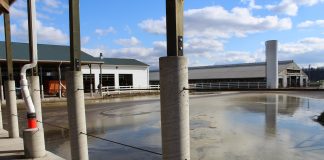 gypsum laced manure