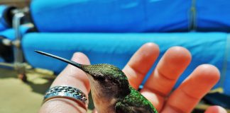 hummingbird