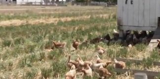 Pastured poultry