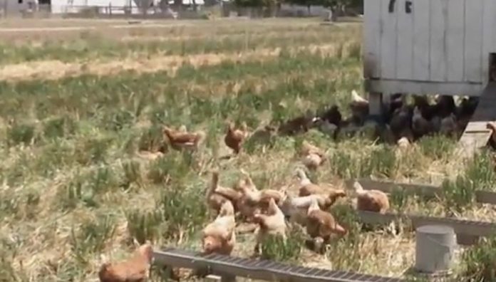 newcastle-disease Pastured poultry