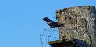 purple martin