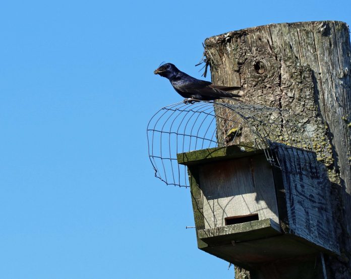 purple martin purple martin