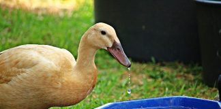 thirsty duck
