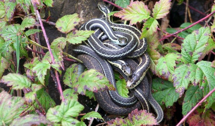 snakes snakes