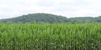 Ohio corn
