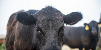calves
