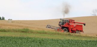 combining wheat