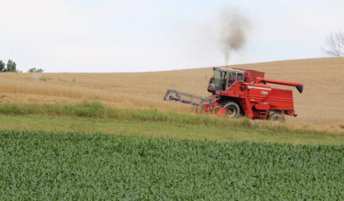 wheat harvest combining wheat