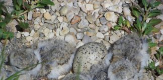 Piping plover chicks