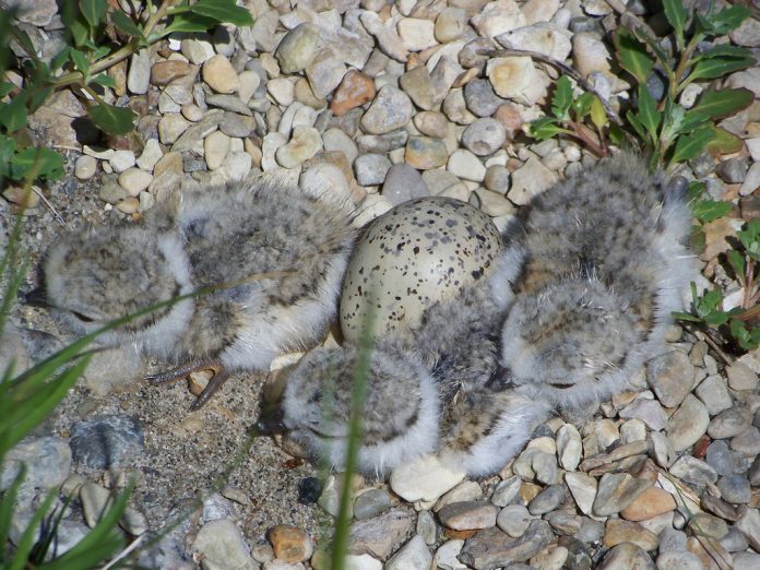Piping plover chicks Piping plover chicks