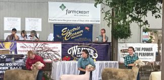 sheep showmanship