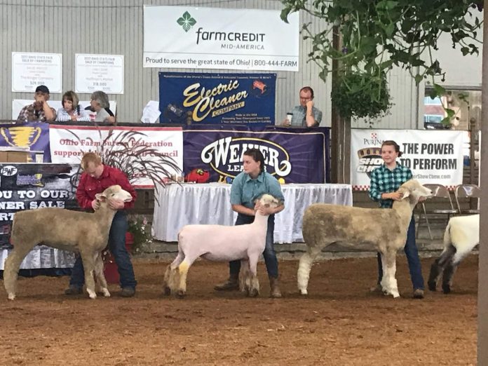 sheep showmanship sheep showmanship