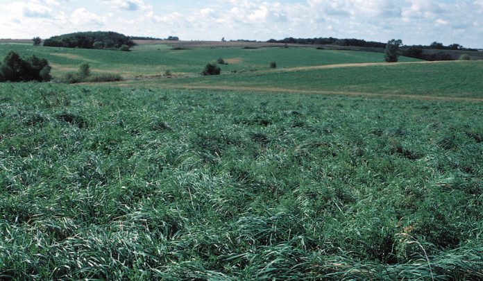 CRP-land land in CRP