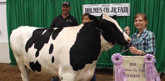 Holmes champion dairy steer