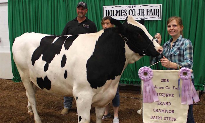 Holmes feature image Holmes champion dairy steer