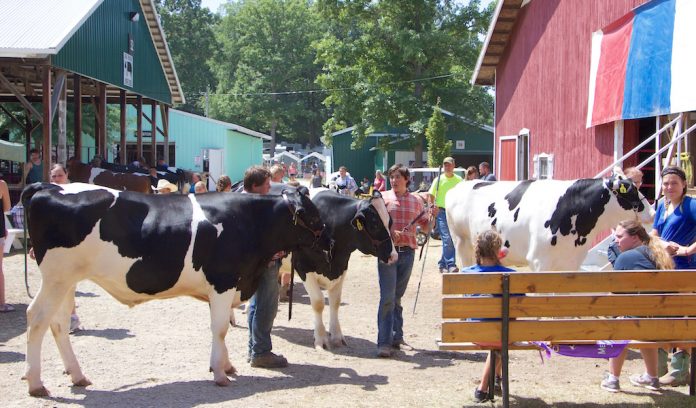 Medina Fair Header Medina Fair livestock sale