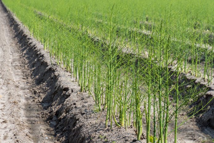 asparagus asparagus