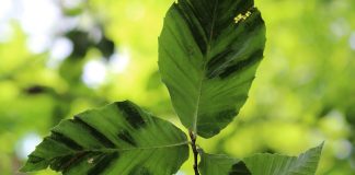 beech leaf disease