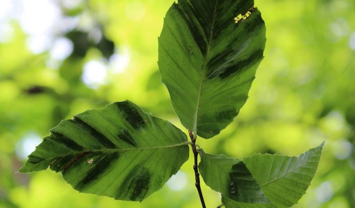 beachleafdisease beech leaf disease