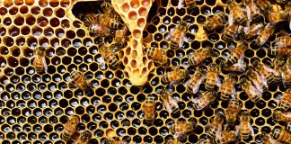 beehive